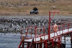 Isla Magdalena, Punta Arenas, Chile - Foto: Peter Burdon