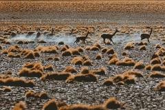 Vicuñas  Deserto do Atacama, Antofagasta, Chile - Foto: Jônatas Tinoco