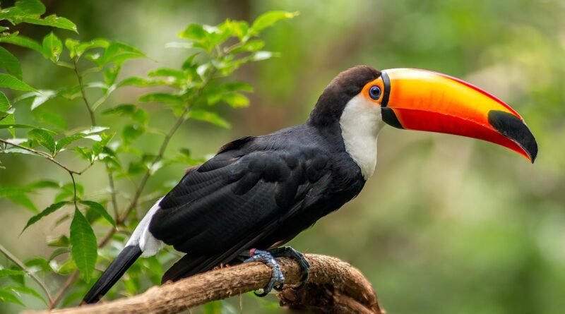 Jacarés, onças, tucanos! Conheça a beleza exótica da Estrada Parque no Pantanal Sul (MS)