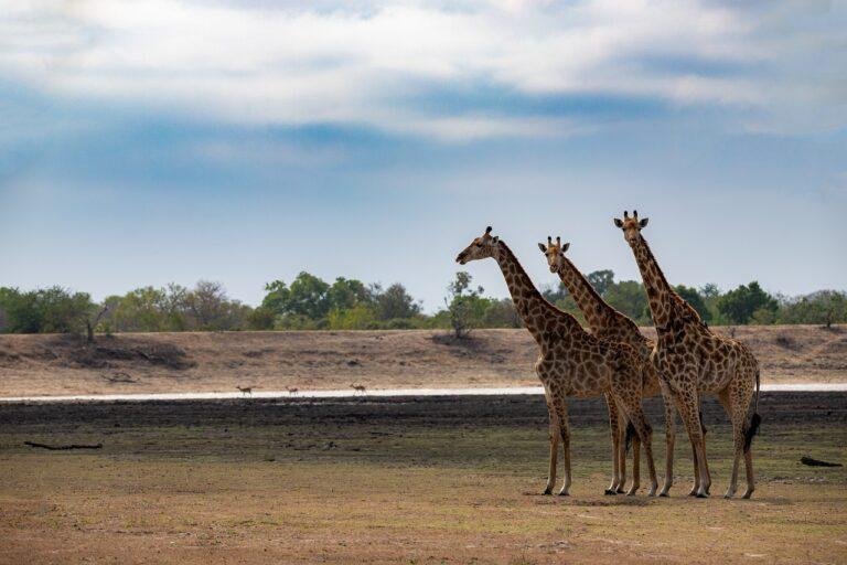 Girafas - Kruger National Park - África do Sul - Foto: Michael Bußmann - Pixabay